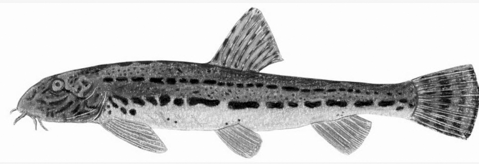 Cobitis paludica_01.jpg